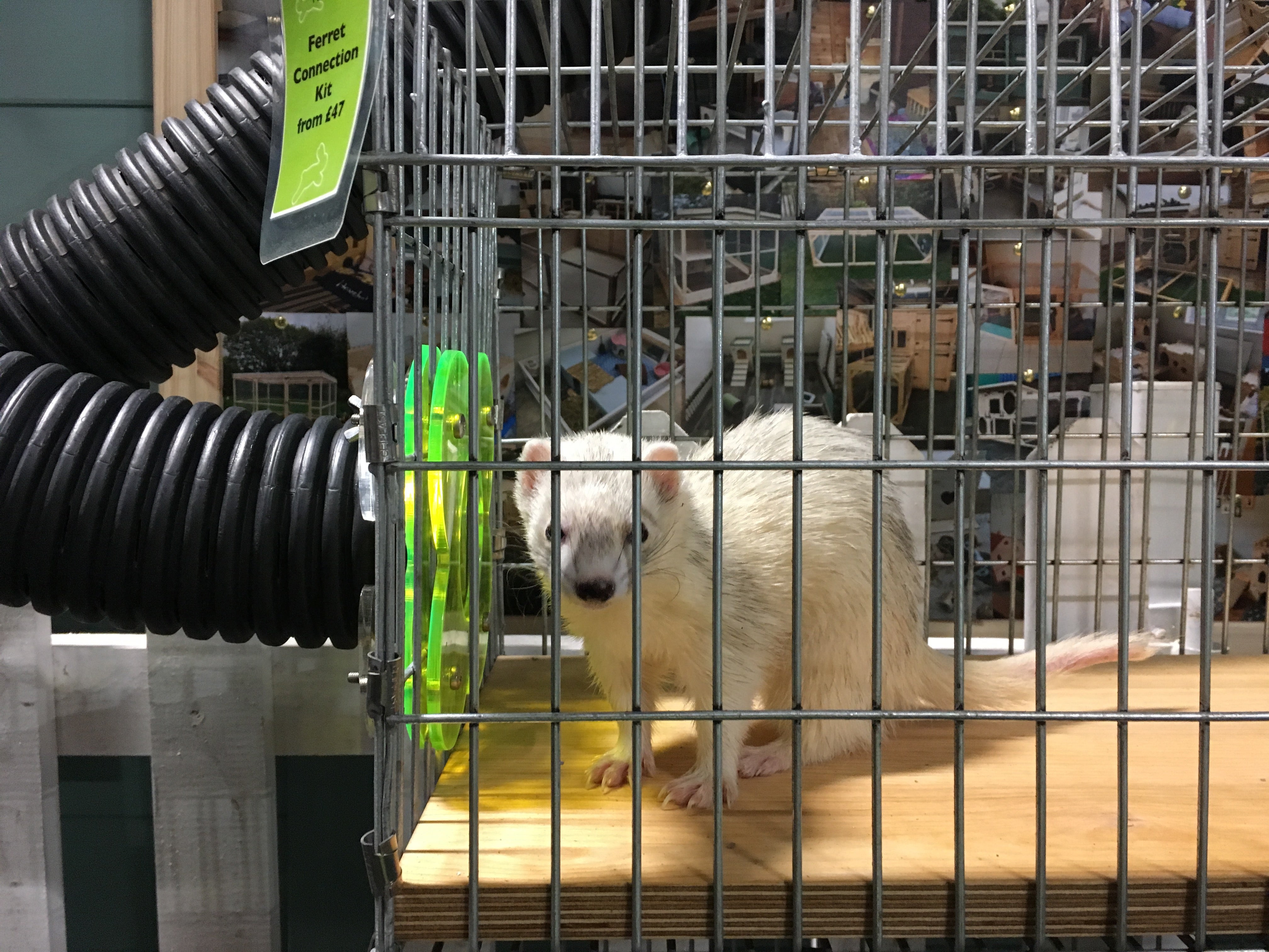 Ferret shop proof fence