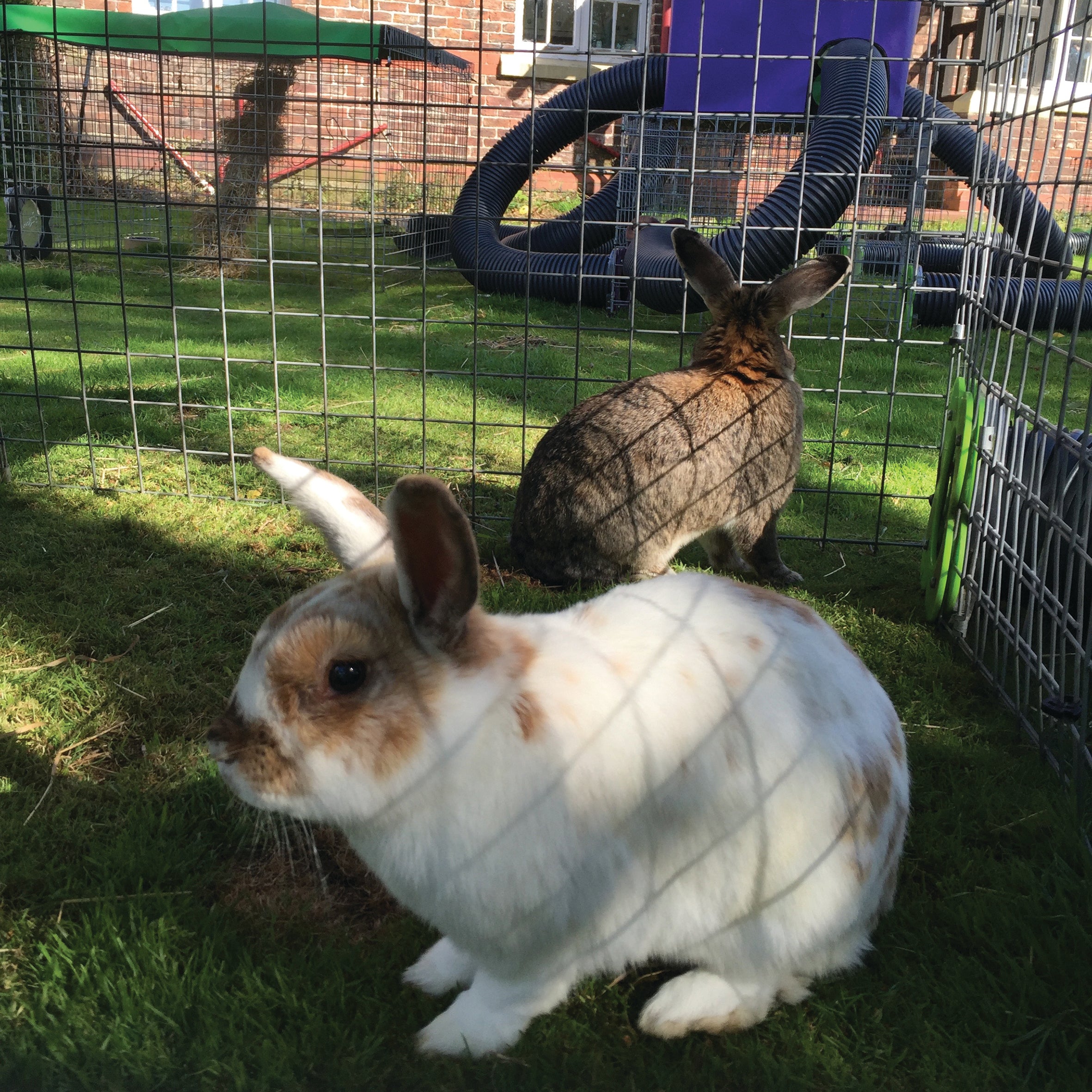 The dos and don'ts of handling your pet rabbits. – Excel Runaround: Rabbit  and Guinea Pig Runs