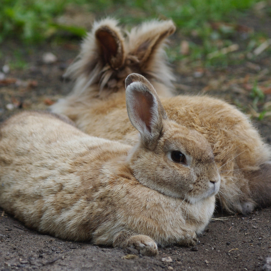 Dream Rabbit Paradise Excel Runaround Rabbit and Guinea Pig Runs