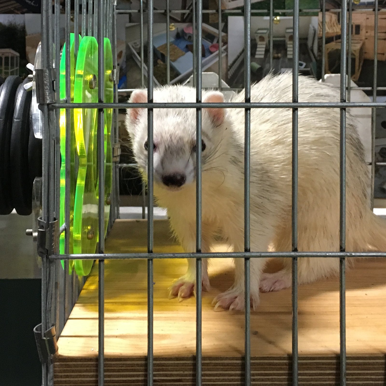 Ferret cage with store tubes