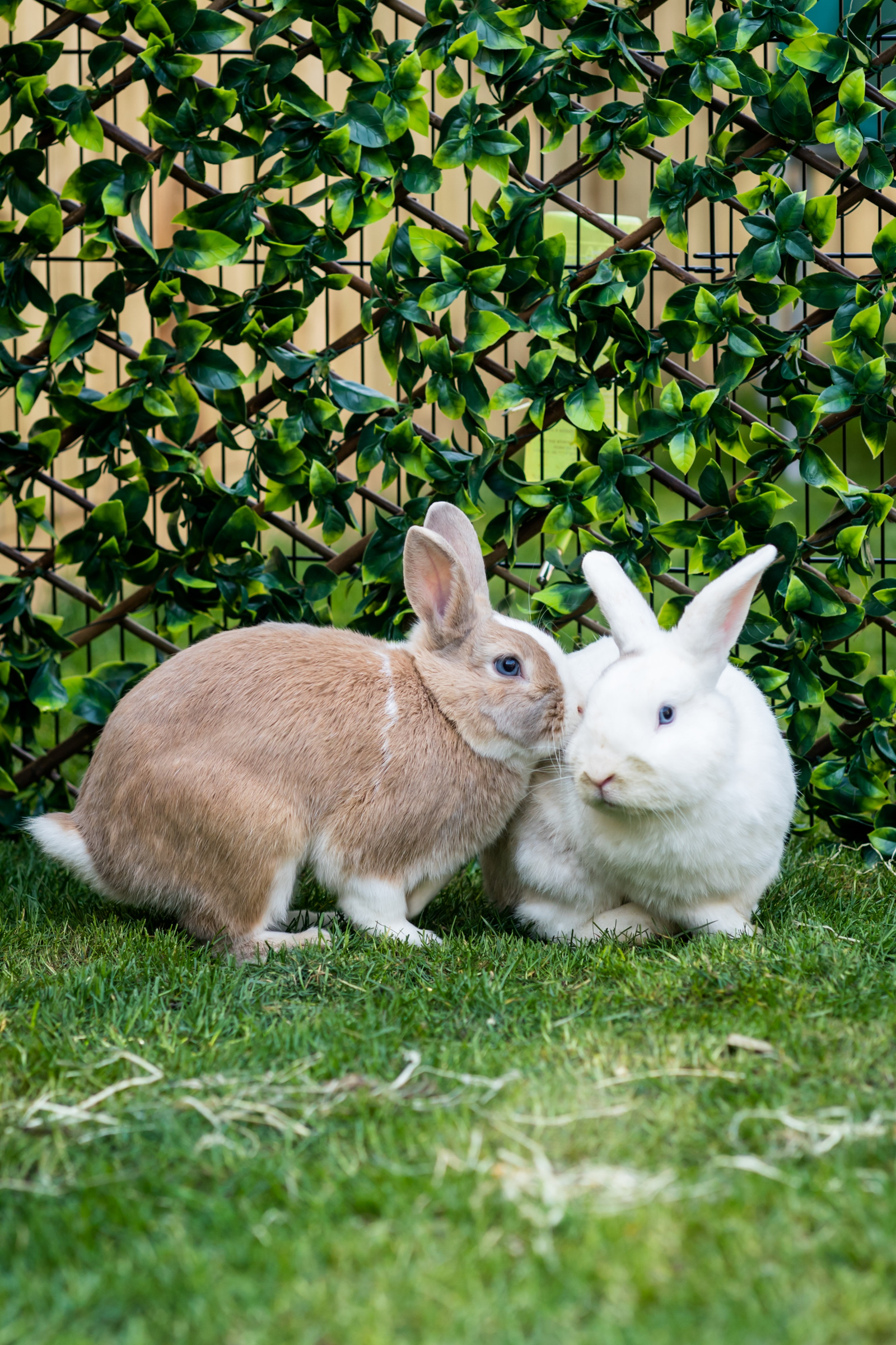 Places that best sale sell bunnies